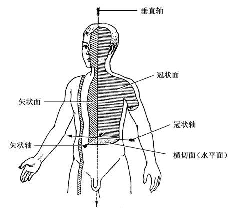 人体中心线怎么画