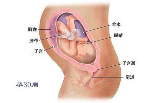 孕期探秘，怀孕五个月的胎儿发育全解析——从图像看宝宝的成长历程