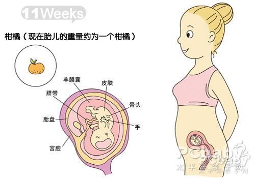 孕期探秘，怀孕五个月的胎儿发育全解析——从图像看宝宝的成长历程