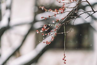 亲子共赏，解读梅花意蕴，引导孩子理解古诗词中的生活智慧