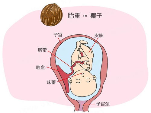 孕期指南，深度解析五个月男胎儿发育与成长全图解