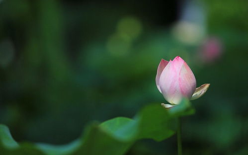 荷花教育，诗意育儿，启迪智慧