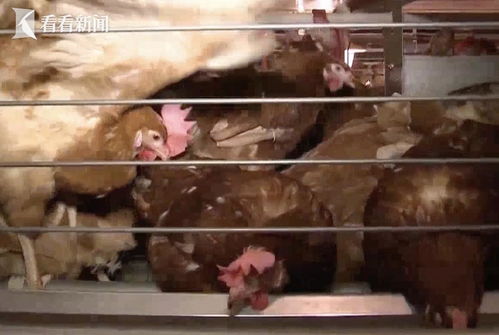 猪感染H5N1禽流感，一场跨物种传播的挑战