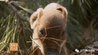 为护孩子被野猪攻击，一场关于爱与勇气的较量