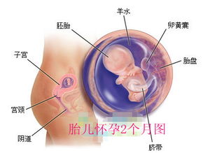 怀孕一周，微妙的开始，初期症状与重要提示