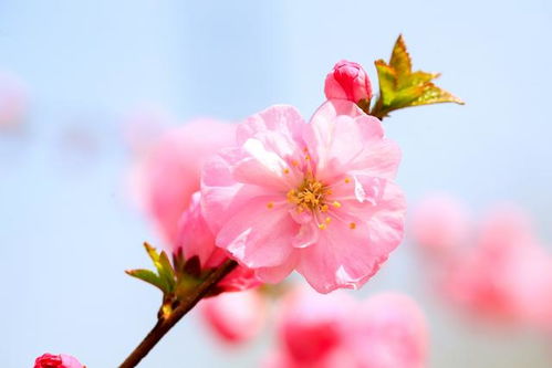 春花烂漫，育儿智慧，诗与成长的交织