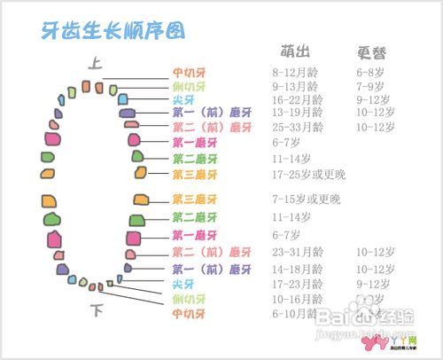 宝宝成长的甜蜜旅程，全面解析婴儿长牙顺序与应对策略