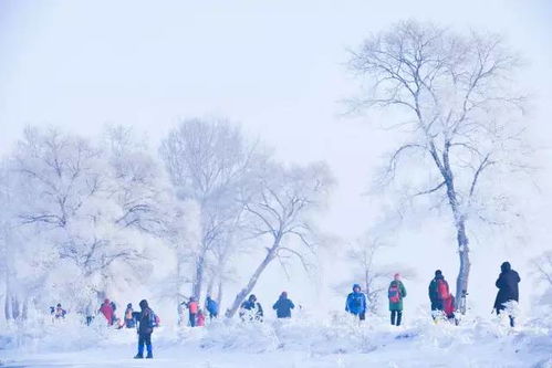 东北的雪，从洁白到发紫的奇妙旅程