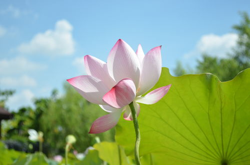 诗意绽放，探秘荷花诗句的美丽世界