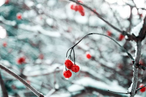 雪花的诗篇，穿越时空的冬日恋歌