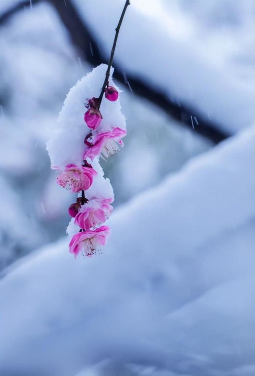 解读雪梅，古诗中的冰雪之韵与生命哲理