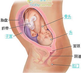 孕期奇迹，揭秘7个月胎儿的成长与发育