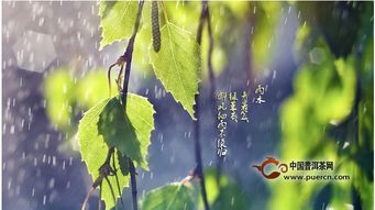 诗意盎然的雨水节气，古人眼中的春之洗礼与生态保护