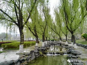 杨柳阴阴细雨晴，一场诗意的邂逅与生活中的城市绿意