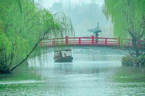 杨柳阴阴细雨晴，一场诗意的邂逅与生活中的城市绿意