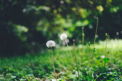 探秘芳草无情下一句，生活中的智慧与坚韧