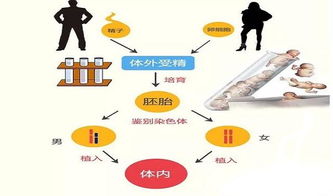 科学揭示，精准鉴定胎儿性别的全面指南