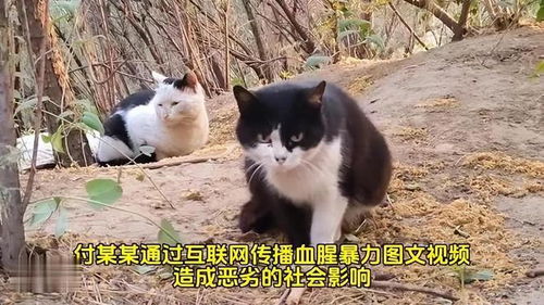 悲剧背后的警示，一起猫尸首分离事件引发深思