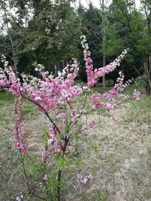 探秘碧桃天上栽和露，一场春天的美丽邂逅