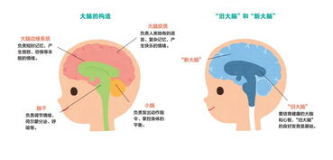 1岁宝宝教育的黄金时期，科学引导与全面发展