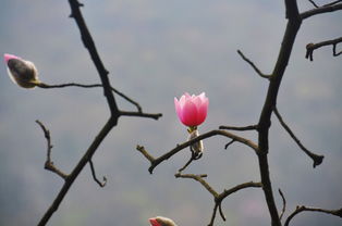 落花如梦，育儿路上的迷离与指引