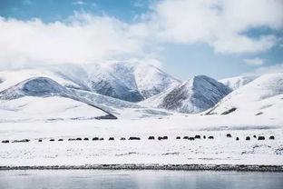 穿越青海的云海之恋，探索雪山的神秘面纱