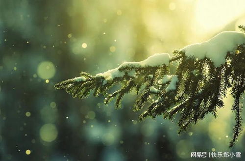 纷纷暮雪下的生活智慧，从容面对人生风雪