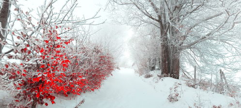 纷纷暮雪下的生活智慧，从容面对人生风雪